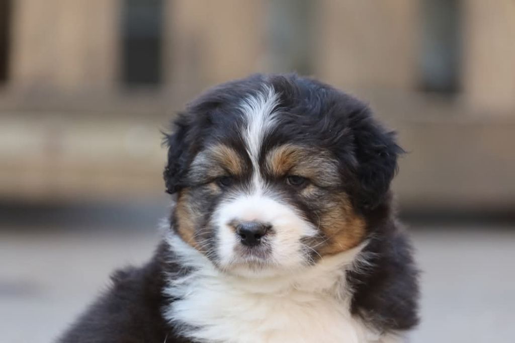 Of Jamandco - Chiots disponibles - Berger Australien
