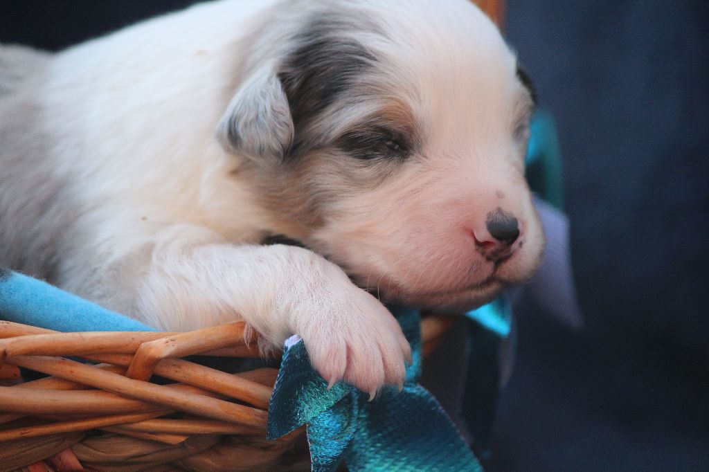 Of Jamandco - Berger Australien - Portée née le 19/03/2020