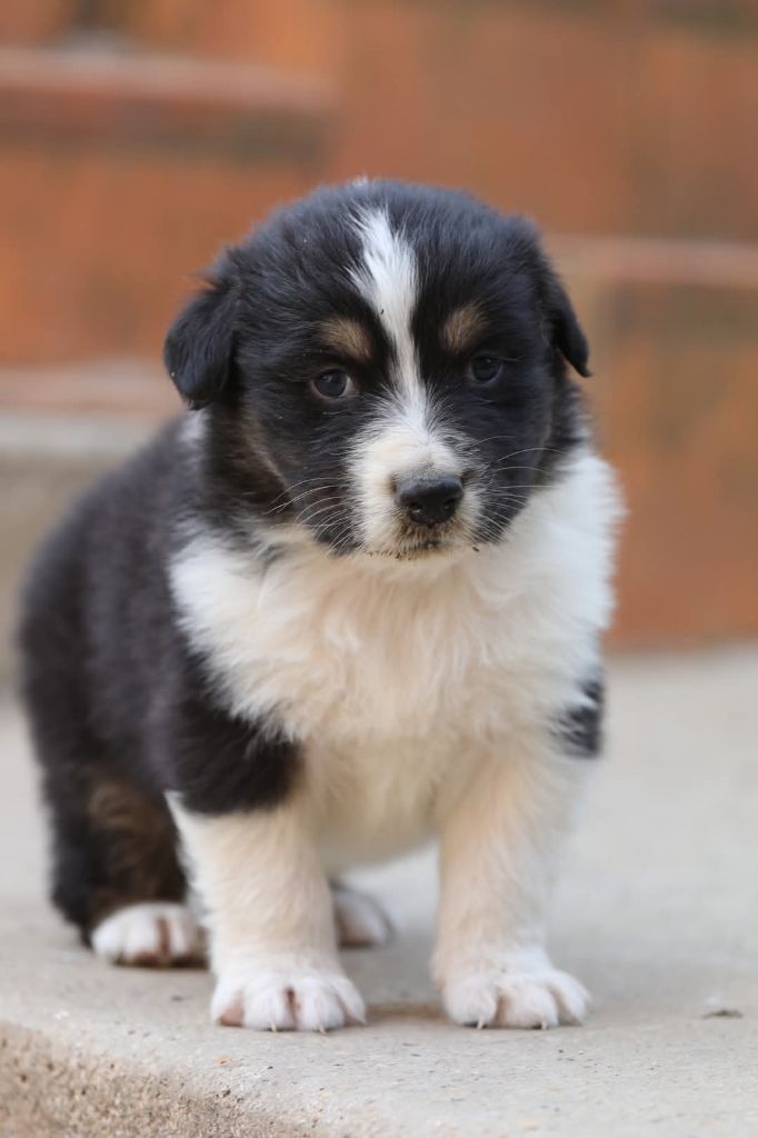 Of Jamandco - Chiots disponibles - Berger Australien