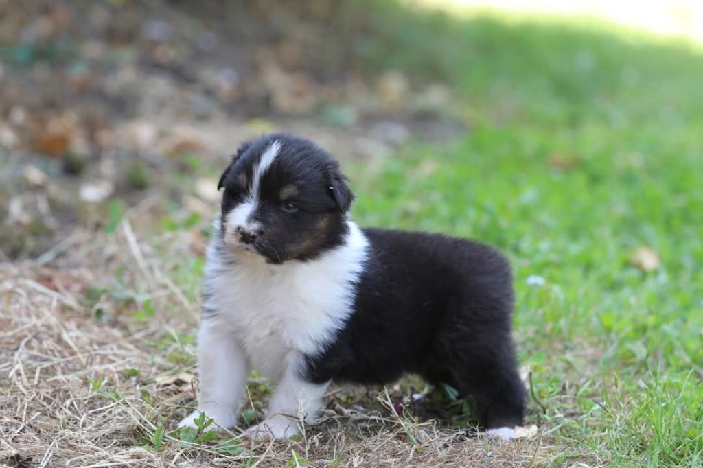 Of Jamandco - Chiots disponibles - Berger Australien