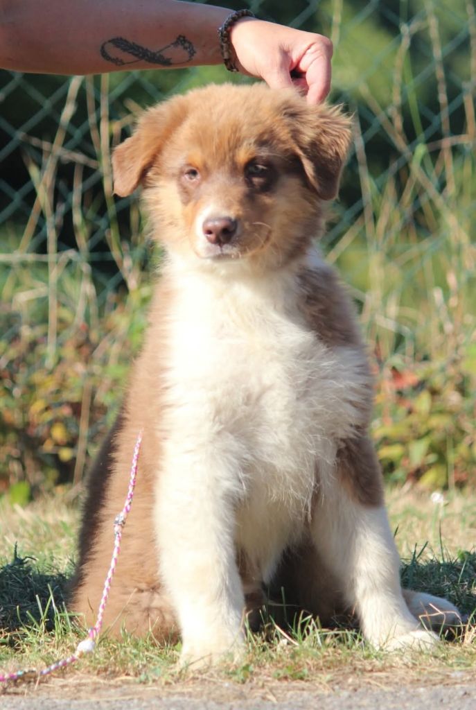 Of Jamandco - Chiots disponibles - Berger Australien