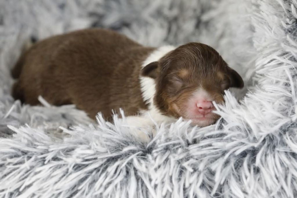Of Jamandco - Chiots disponibles - Berger Australien