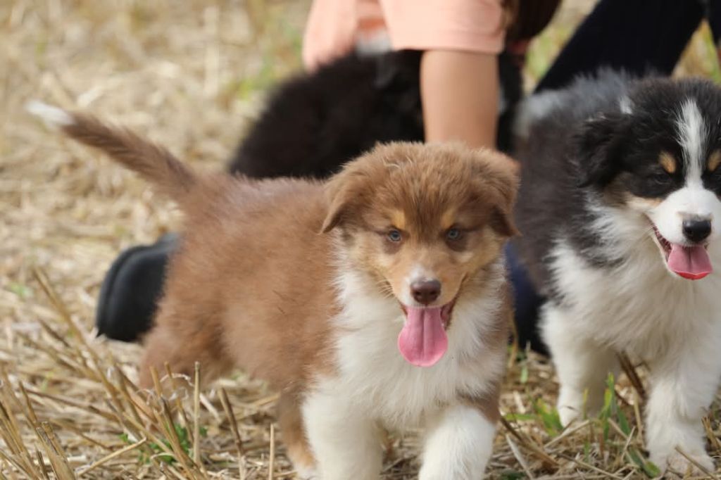 Of Jamandco - Chiots disponibles - Berger Australien