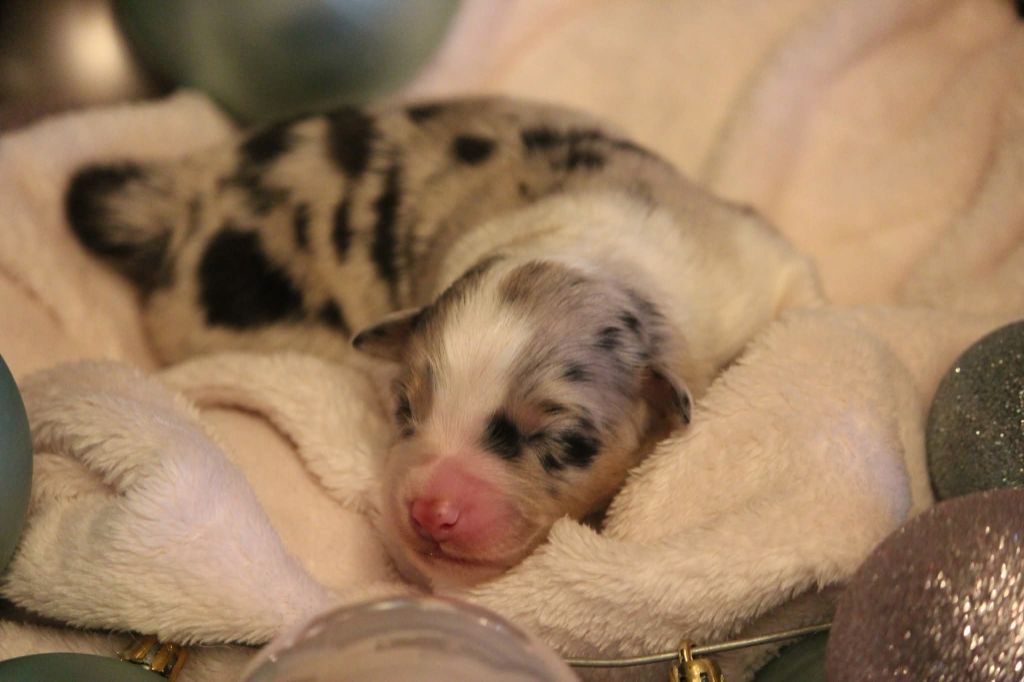 Of Jamandco - Chiots disponibles - Berger Australien