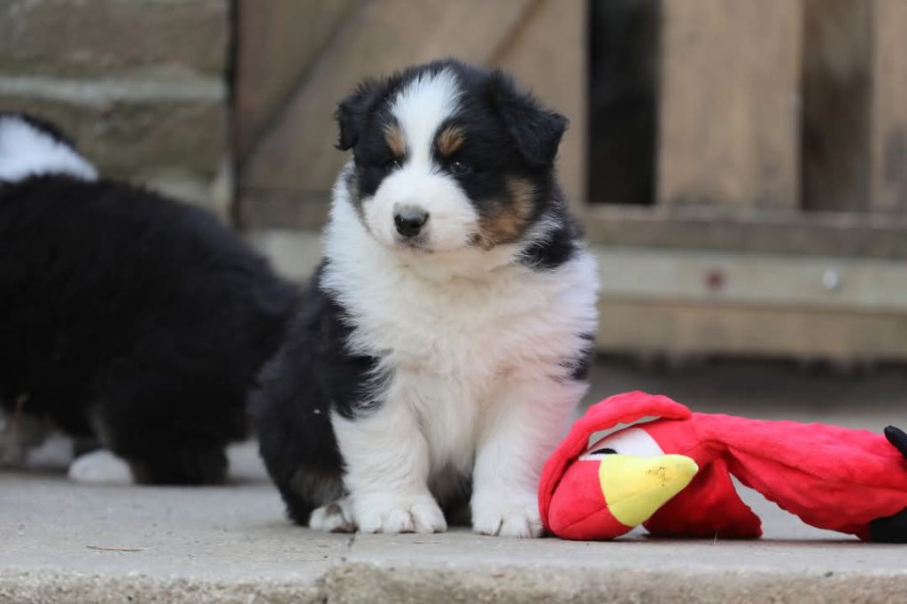 Of Jamandco - Chiots disponibles - Berger Australien