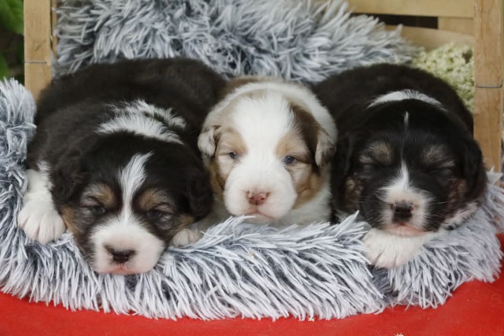 Chiot Berger Australien Of Jamandco