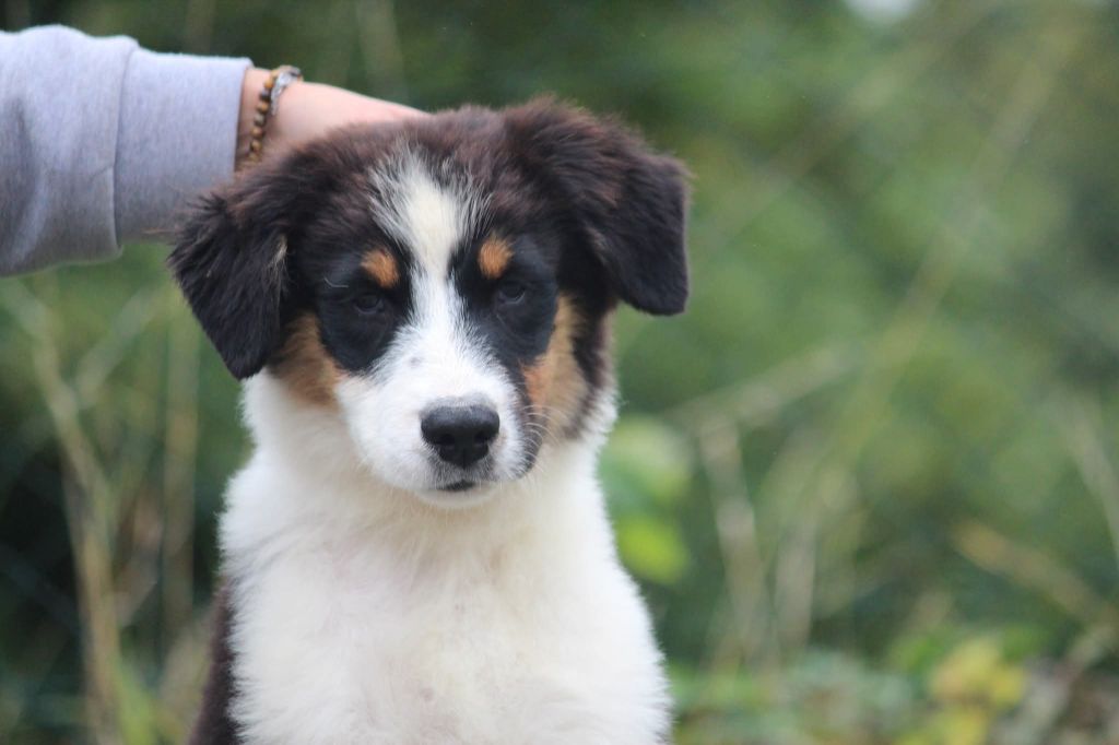 Of Jamandco - Chiots disponibles - Berger Australien