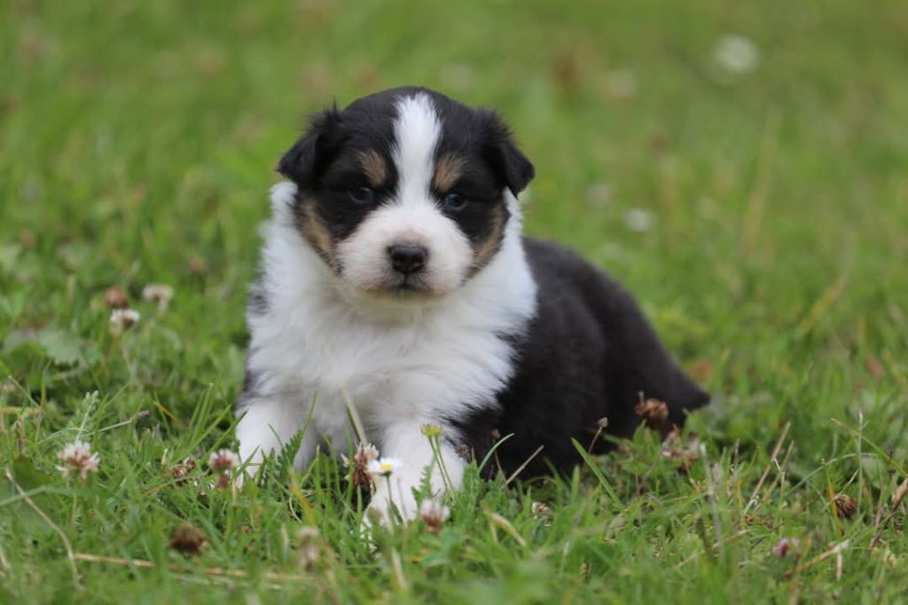 Of Jamandco - Chiots disponibles - Berger Australien