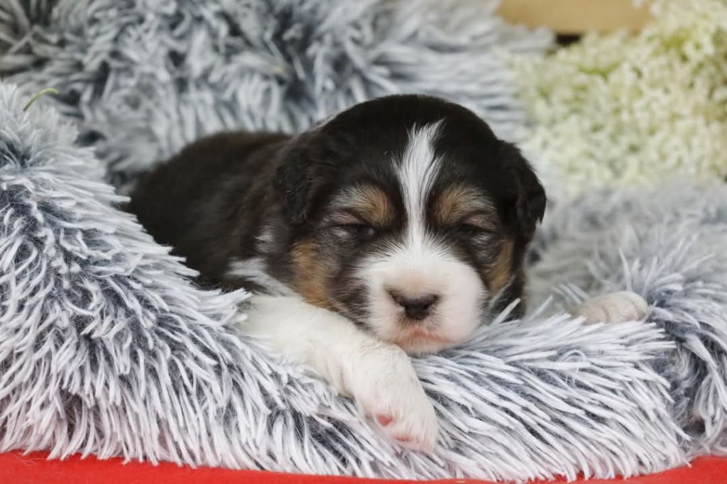 Of Jamandco - Chiots disponibles - Berger Australien