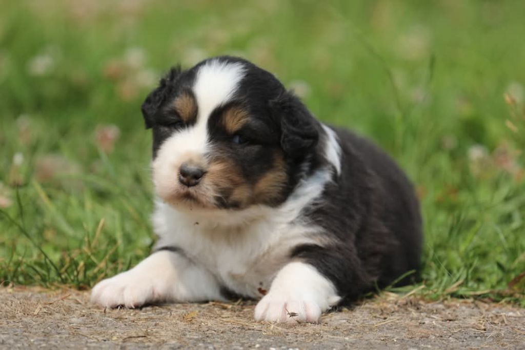 Of Jamandco - Chiots disponibles - Berger Australien