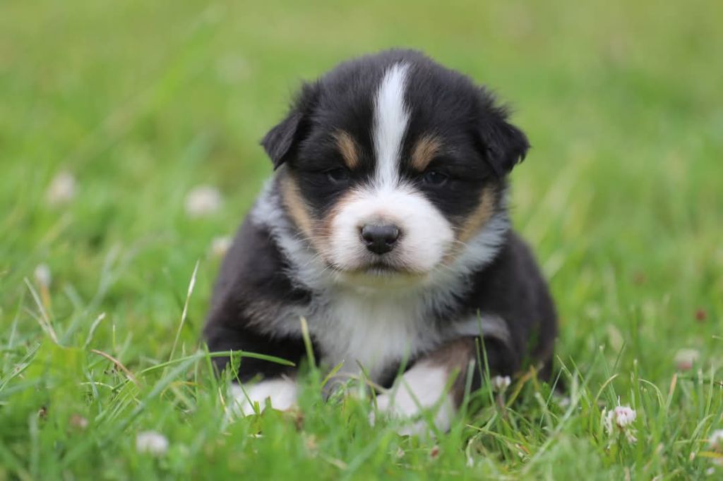 Of Jamandco - Chiots disponibles - Berger Australien