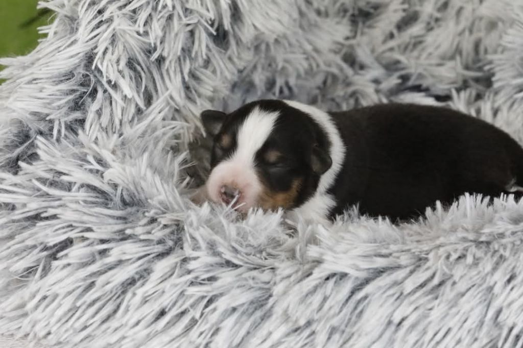 Of Jamandco - Chiots disponibles - Berger Australien
