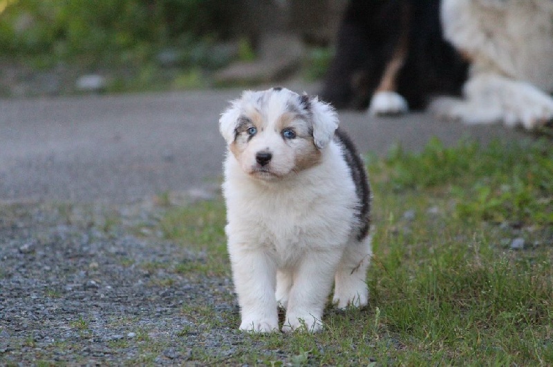 Of Jamandco - Berger Australien - Portée née le 25/08/2016