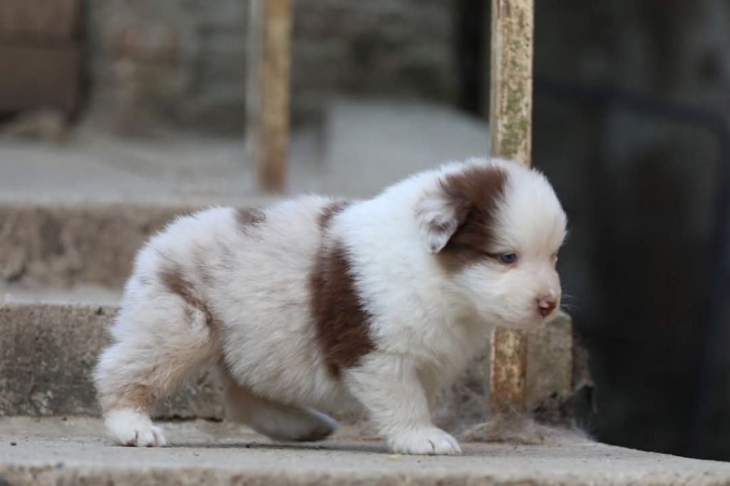 Of Jamandco - Chiots disponibles - Berger Australien