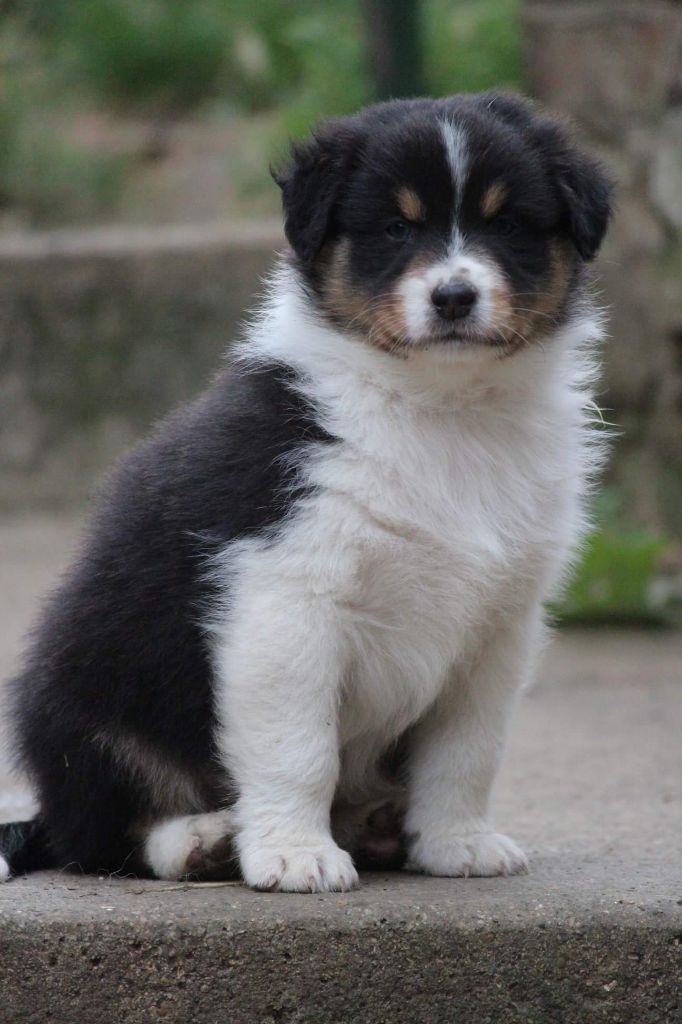 Of Jamandco - Berger Australien - Portée née le 24/08/2018