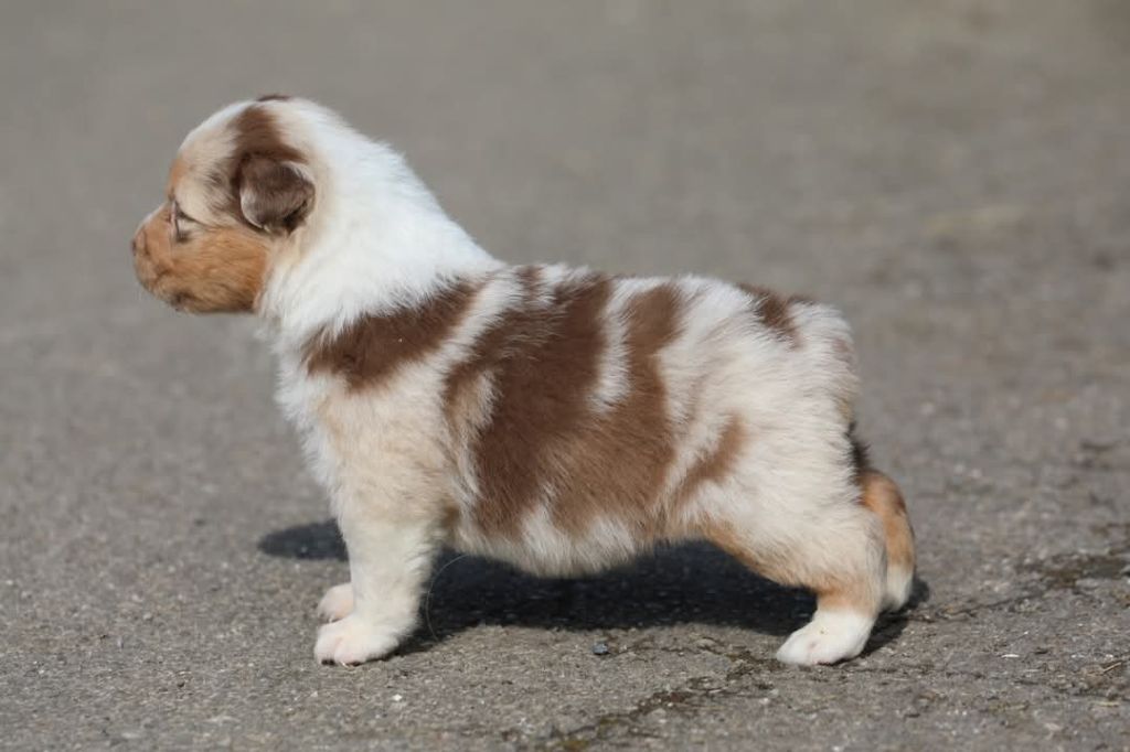 Of Jamandco - Chiots disponibles - Berger Australien