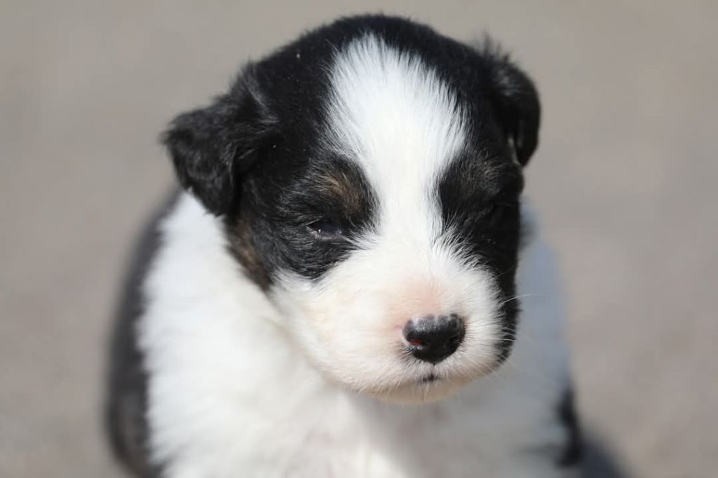 Of Jamandco - Chiots disponibles - Berger Australien