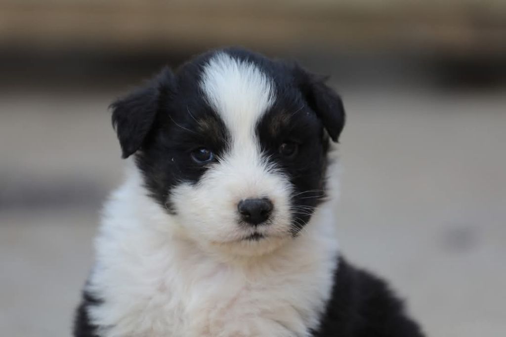 Of Jamandco - Chiots disponibles - Berger Australien