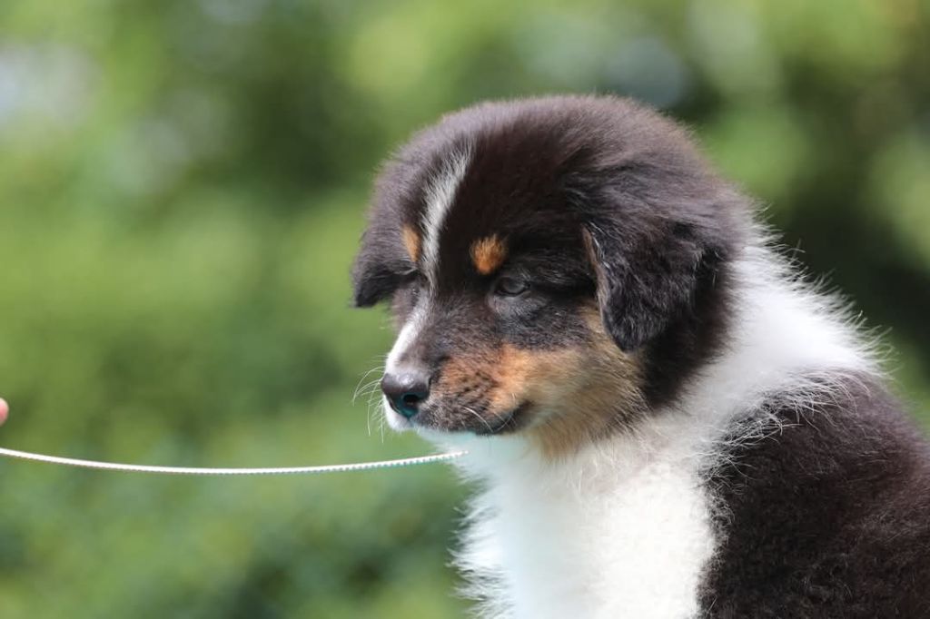 Of Jamandco - Chiots disponibles - Berger Australien