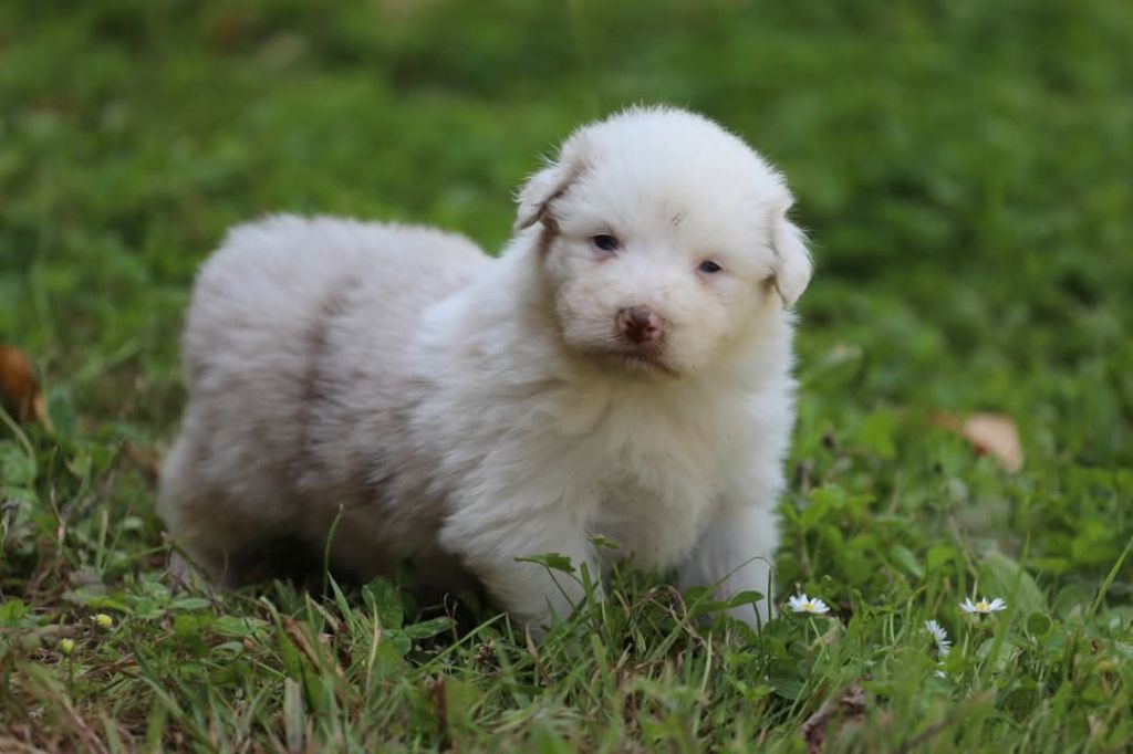 Of Jamandco - Chiots disponibles - Berger Australien
