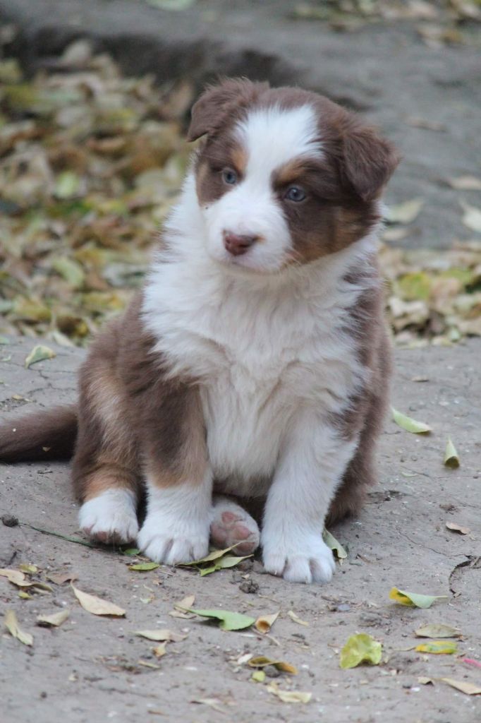 Of Jamandco - Berger Australien - Portée née le 07/03/2019